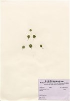 藏品(大傘藻)的圖片